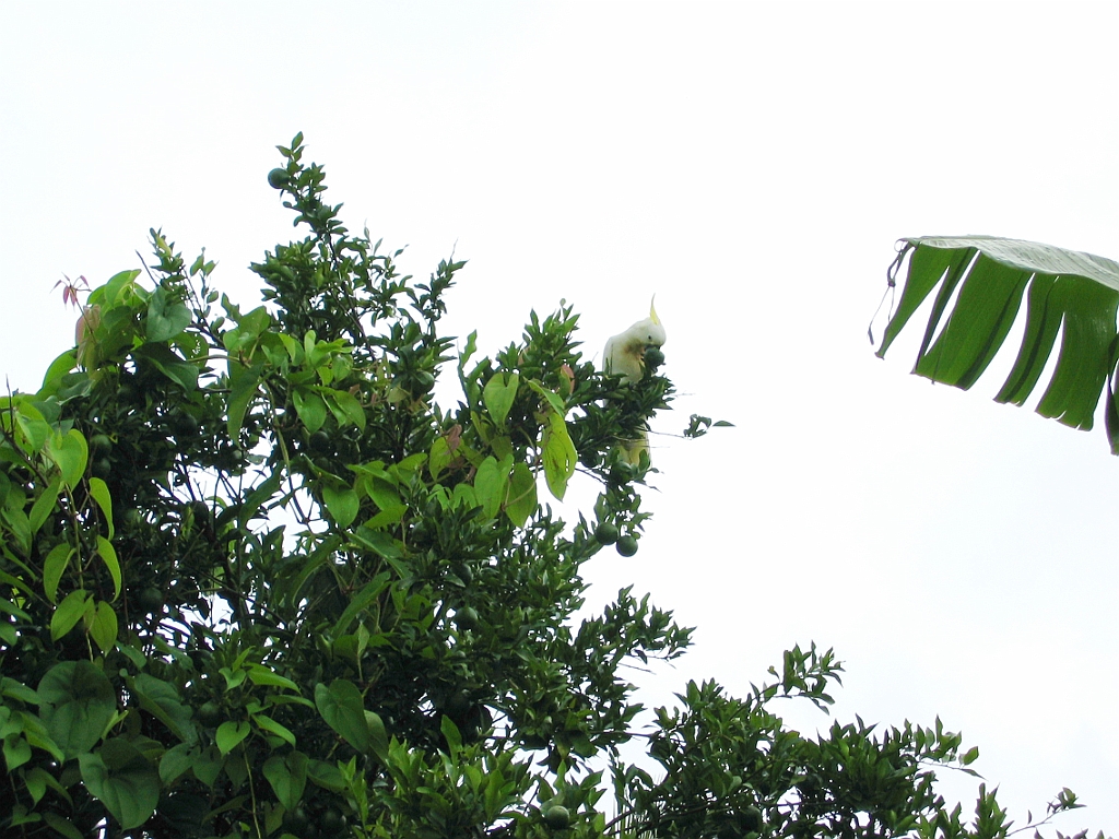 Cairns06 Cyclone Larry.jpg